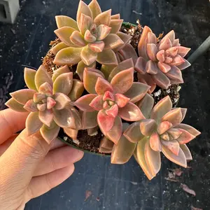 Sedum Bronze 4 inch pot succulent plant