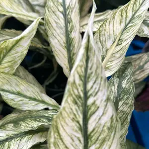Rare Variegated Spathiphyllum  sensation mint Variegated Peace Lily Collector's Plant - New Arrival