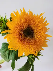 100+ Teddy Bear Sunflower Seeds - Non-GMO Fluffy Double Sunflowers for Compact, Eye-Catching Garden Displays