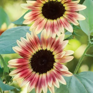 Strawberry Blonde Sunflower Seeds 50 Count