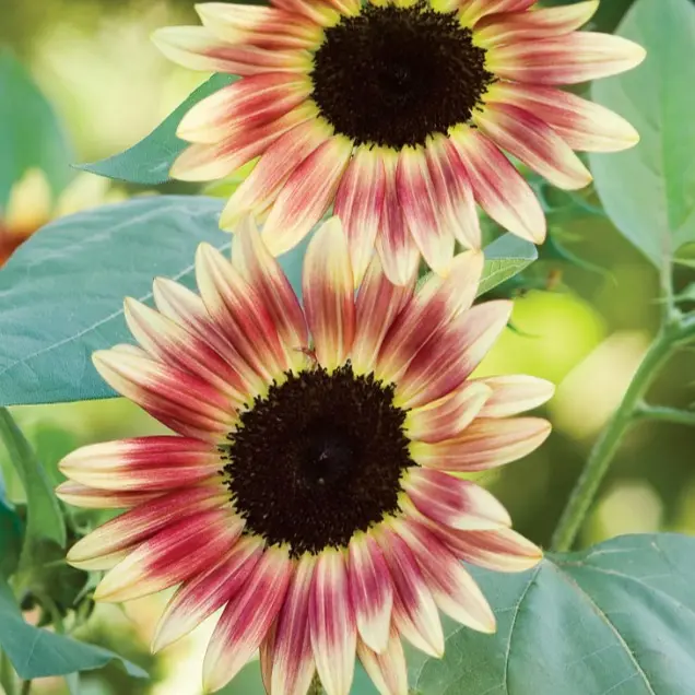 Strawberry Blonde Sunflower Seeds 50 Count