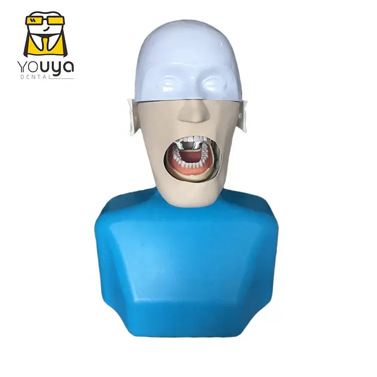 Dental Head Simulator Model with Shoulder: Dental Training Phantom Head Model