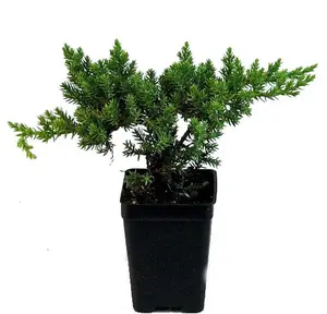 Japanese Juniper Bonsai Starter Tree - 2.5" Pot
