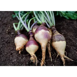 Angela - Organic Rutabaga Seeds