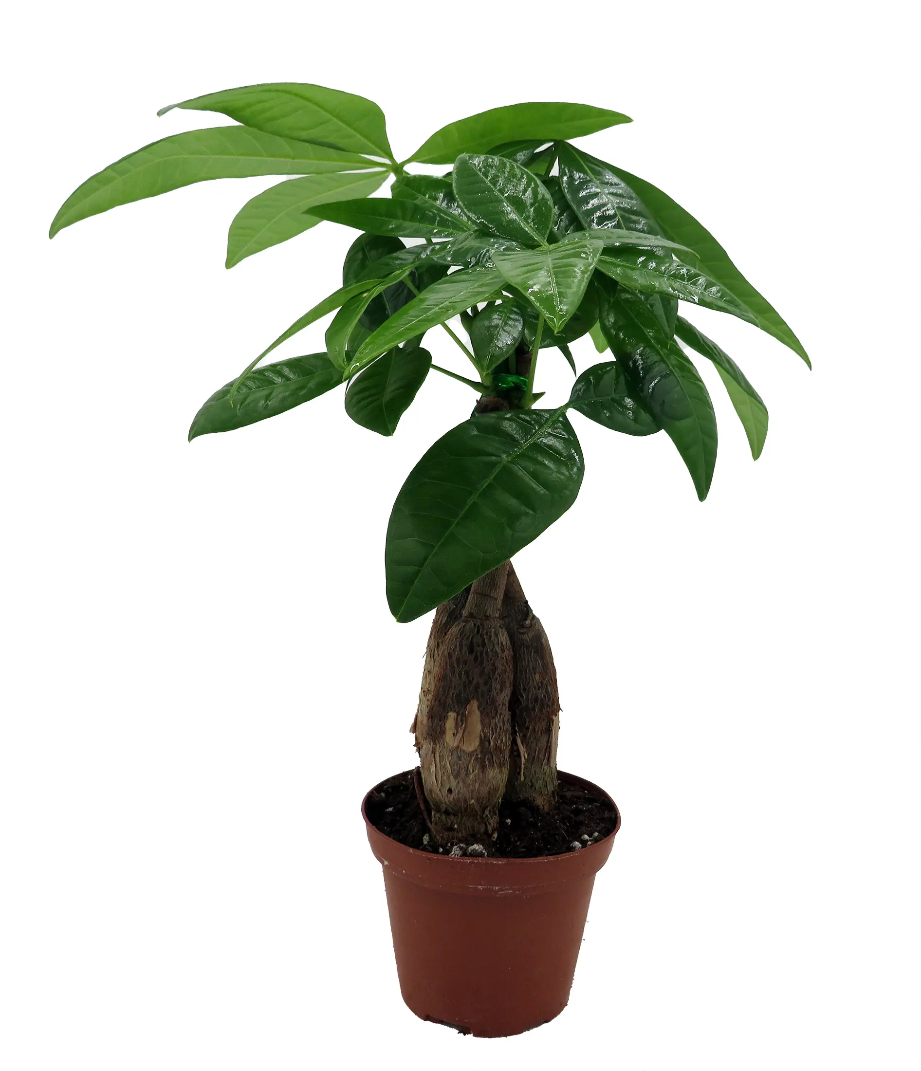 choco empress philodendron price Philodendron Choco Empress