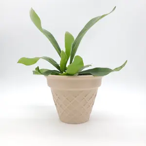 Sweet Cone Plant Pot