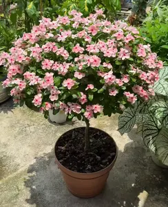 Wildflower Seeds Colorful Perennial Blooms for Easy Gardening All Seasons Diverse Assortment for Stunning Long Lasting Beauty