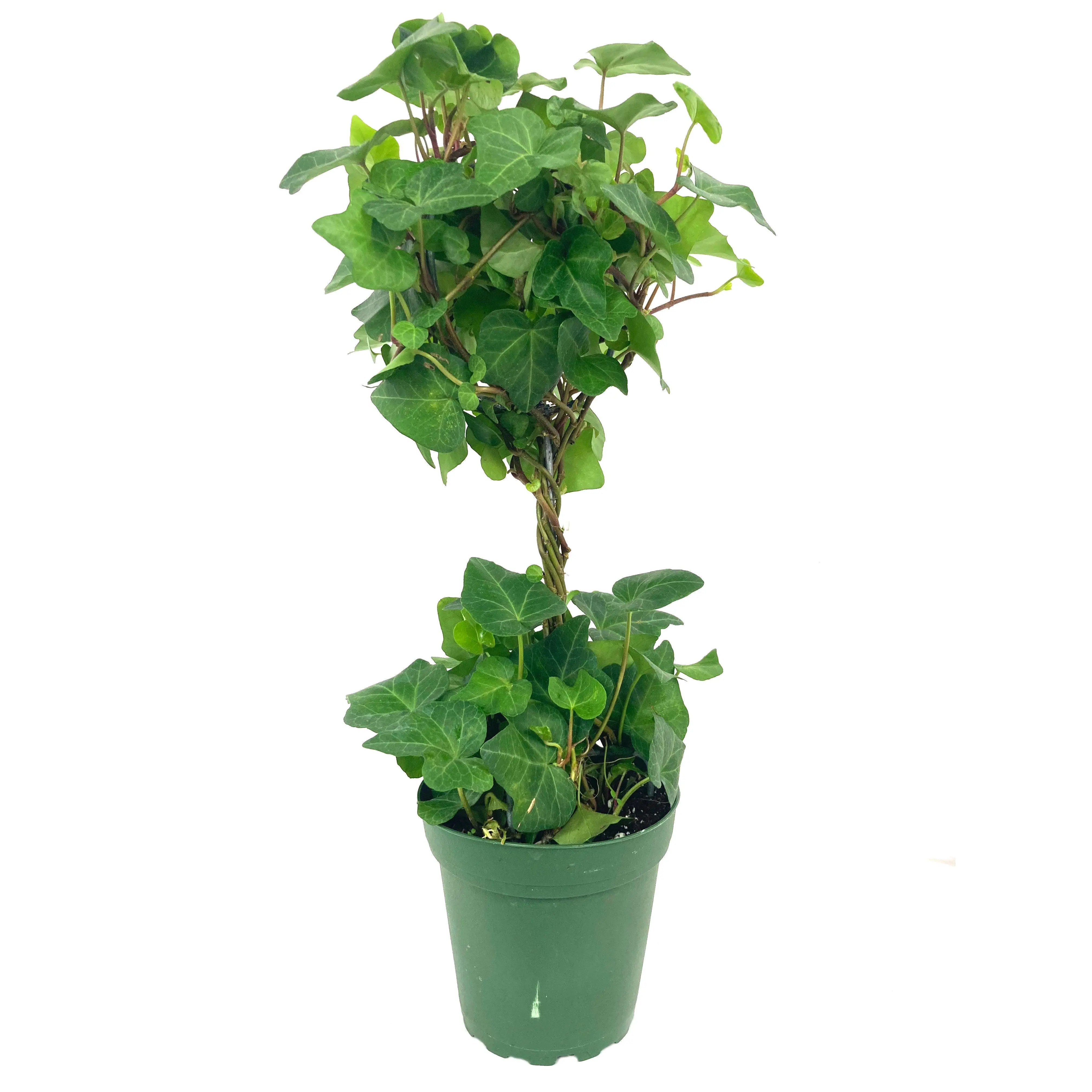 English Ivy Globe - Live Plant in a 6 Inch Growers Pot - Hedera Helix - Florist Quality Indoor Air Purifying Topiary Houseplant Vine