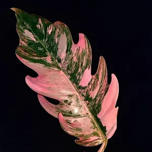 Philodendron Caramel Marble 2" Pot Starter Plant Unique Leaf Design Rare Collectible Decorative Plant Variegated Houseplant