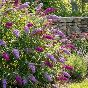 200 Pcs Butterfly Bush Flower Seeds for Planting Outdoor-Perennial Eustoma Cut Flower Plant Garden Home Ornamental Non-GMO