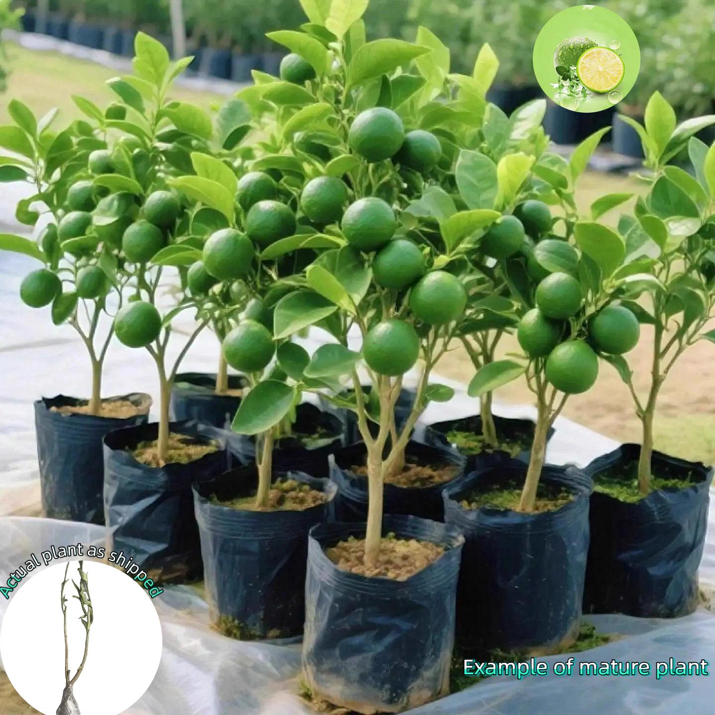 Bare Root Calamondin Sapling, Live Dwarf Citrus × microcarpa, Fragrant Flower & Edible Tiny Lime Fruit, Low Maintenance for Beginner Backyard Gardeners, Patio Potted & Yard Landscape Plant