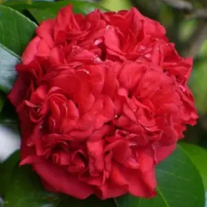 RED Camellia Japonica- PROFESSOR SARGENT  **Unique Bloom**Camellia Japonica-Live Starter Plant - FULL RUBY RED BLOOMS! ship in pot
