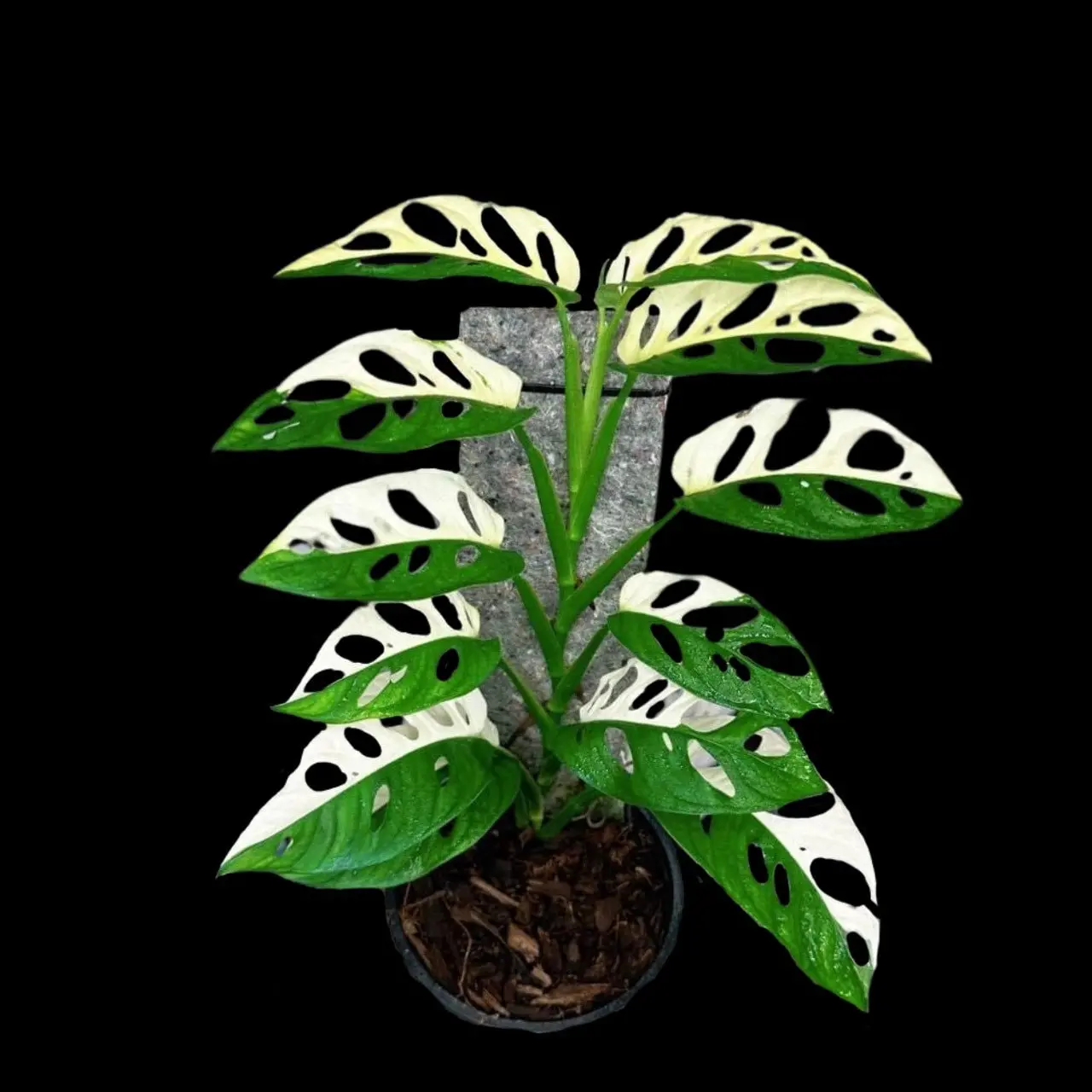 Monstera Adansonii Albo Variegated Swiss Cheese Premium Color Swiss - Rare collector plant - US Seller