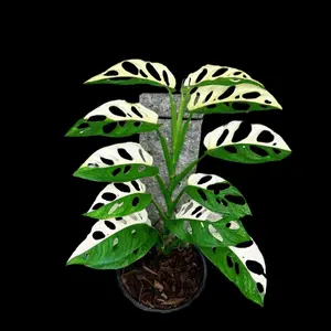 Monstera Adansonii Albo Variegated Swiss Cheese Premium Color Swiss - Rare collector plant - US Seller
