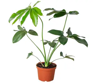 Philodendron 'Goeldii' 4"