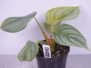 Philodendron Pastazanum x Plowmanii | Hybrid Philodendron | Rare