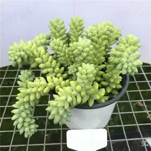 Live Fresh Burro's Tail (Long Stems) Succulent Plant Rooted in 4'' Plant Pot