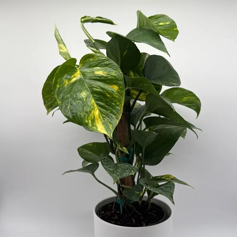 mother in law snake plant Sansevieria Laurentii | Snake Plant main image 0