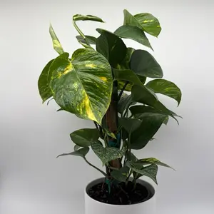 Xl Hawaiian Pothos totem 6" pot - Lush Green & Gold Variegated Leaves - Easy to Grow Houseplant for Beginners - Air Purifying Tropical Vine for Indoor Decor