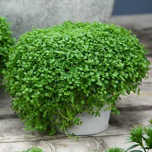 Corsican Mint Seeds Mentha Requienii Low Growing Perennial Herb Aromatic Leaves Culinary Uses Low Maintenance Borders Containers Outdoor 1000Pcs Herb Seeds