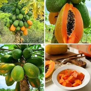 Dwarf Papaya Seeds for Planting Outdoor, 5pcs Perennial Organic Papaya Tree Seed Non-GMO Heirloom Sweet Edible Tropical Fruit, Sweet Juicy Fruits Plants in Your Home Garden