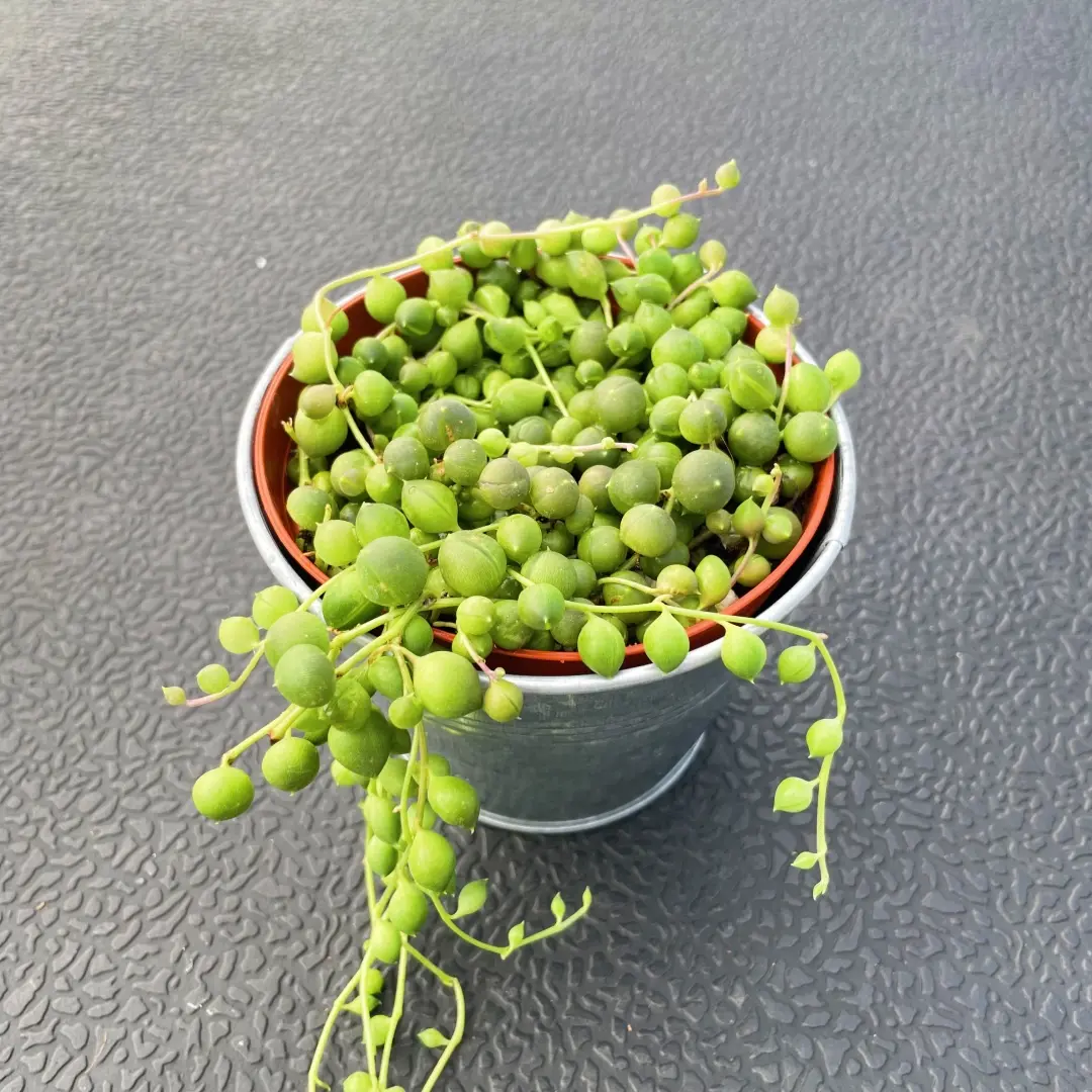 String of pearls with Metal Bucket