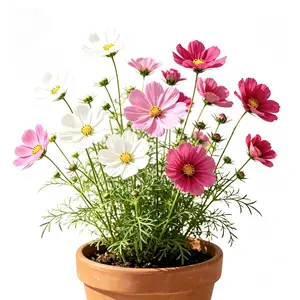 Galsang Flower Seeds – Garden Cosmos, Eight-Petaled Blooms, Easy Grow Summer Flower Seeds