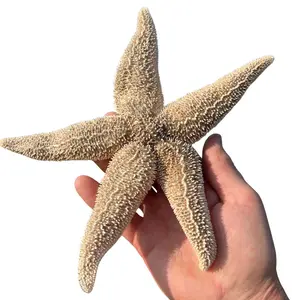 Real Dried Northern Starfish (Asterias vulgaris) – Authentic Maine Sea Star – 7–12” – Unique One-of-a-Kind Specimens for Coastal Decor, Nautical Crafts & Weddings