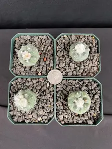 Turbinicarpus Jauernigii Cactus - Grower's Choice