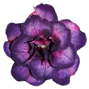 Green River 2 Pcs Dark Purple Pink Desert Rose Seeds- Premium Desert Rose Plant Seeds for Bonsai & Pots, Exotic Flower Seeds for Gardening, Perennial Plant Seeds for Outdoor & Indoor, Rare Flowering Succulent
