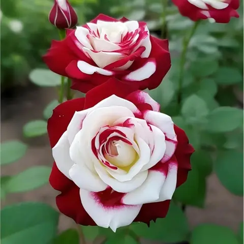 【Buy 2 Get 1 Free】Rare Twin Red White Rose Seeds (200/1000 Seed Pack) - Heirloom, Non-GMO, All-Season Easy-Grow Garden Supplies with Planting Instructions, Gift-Ready for Full Sun Breathtaking Blossoms, Ideal for Gardeners