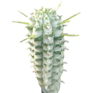 Variegated Corn Cob Cactus - Euphorbia mammillaris f. variegata