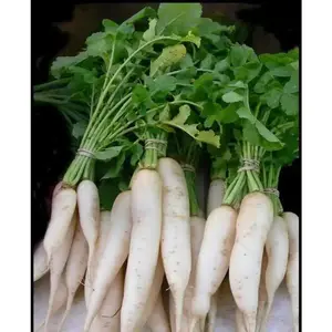DAIKON Radish Seeds , Asian vegetable