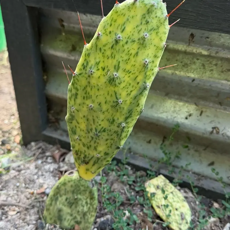 Variegated Opuntia
