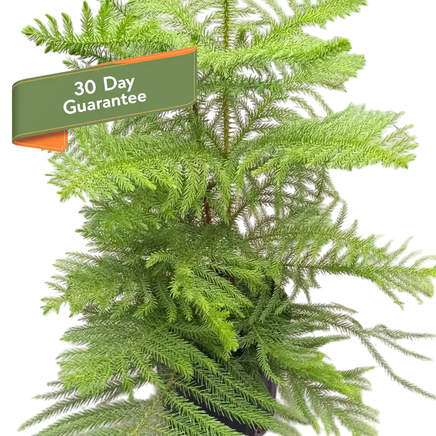 Norfolk Island Pine Tree Live House Plant Tall House Plant Tree