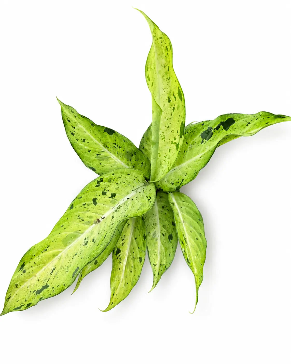 Dieffenbachia Camo, Live Plant, Speckled Foliage, Indoor Tropical Houseplant