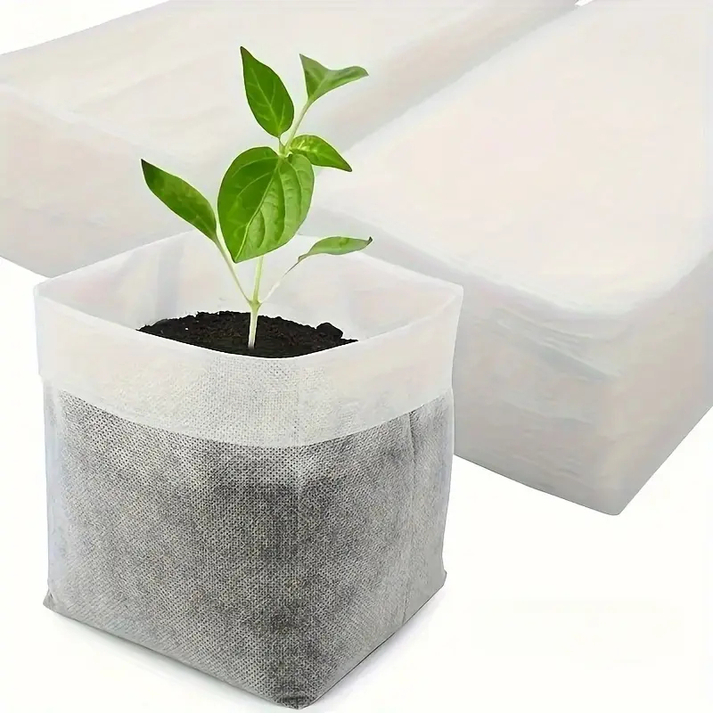 buy plants online cheap - TikTok Shop