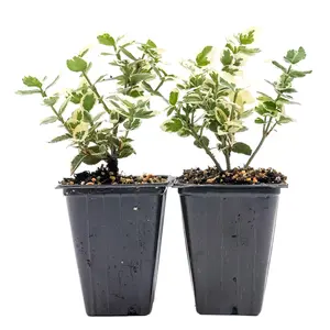 Emerald Gaiety Euonymus in 3.5” Nursery Cubes (Euonymus fortunei ‘Emerald Gaiety’)