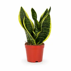 LZ07 / Golden Snake Plant Live Houseplant in 4 Inch Pot | Upright Variegated Indoor Foliage Plant for Home & Office