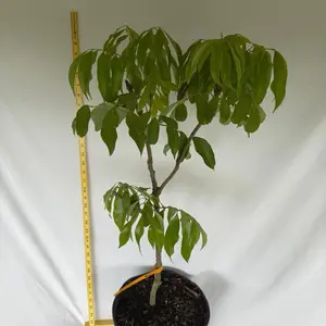 Lychee Mauritius fruit tree