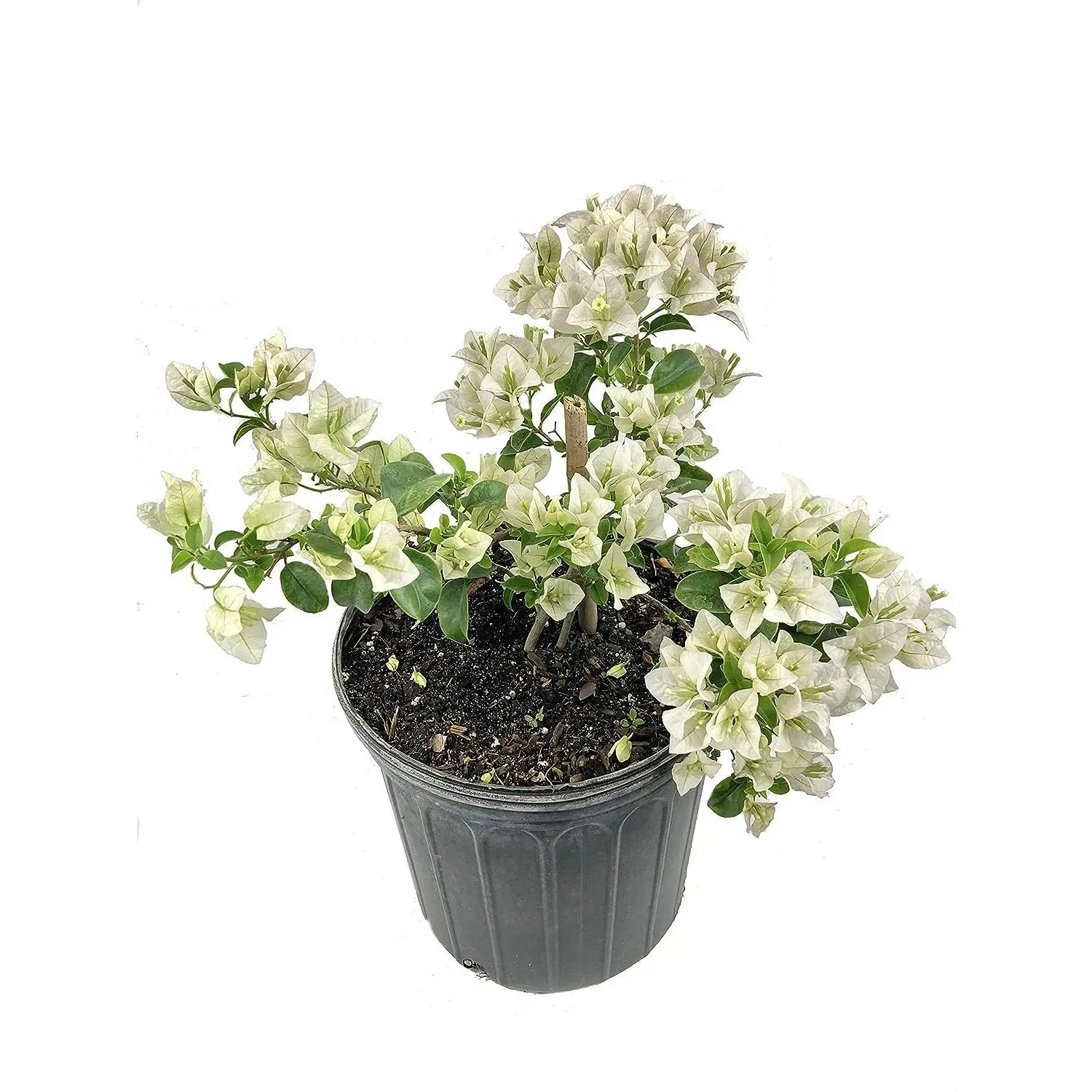 White Bougainvillea - Live Plant in a 3 Gallon Pot - Beautiful and Vibrant Flowering Shrub
