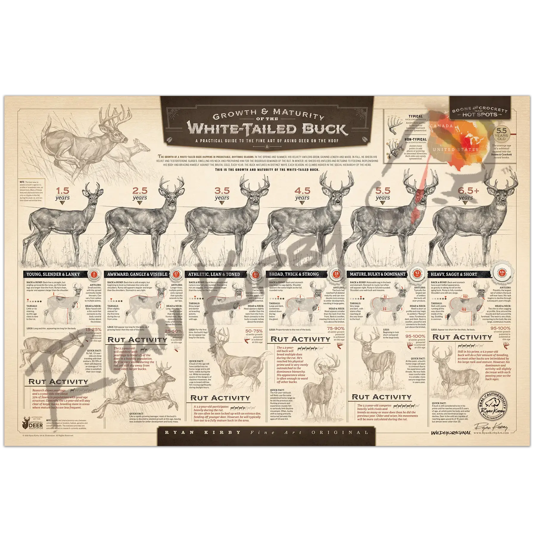 "The Growth and Maturity of the White-tailed Buck" Paper Art Print