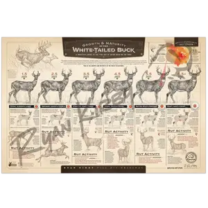 "The Growth and Maturity of the White-tailed Buck" Paper Art Print