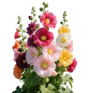 500PCS+ Hollyhock Seeds – Colorful Tall Blooms Heirloom Non-GMO for Fences Borders Cottage Gardens Rich Mixed Colors Attracts Pollinators Easy Care Fast Growth Double-Flowered Moss Rose