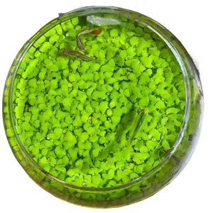 Water-seed cement water tank, ecological glass fish tank, small fish tank, water-cultured fish tank, no-clean sea mud