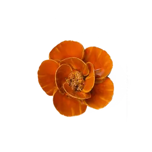 Burnt Orange Poppy