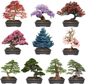 Bonsai Tree Seeds – 10 Popular Varieties of Non GMO Heirloom Bonsai Seeds Red Maple, elm Tree, Blue Spruce, Black Spruce, Black Pine, Wisteria, Sakura, Flame Tree, Bauhinia, Dawn Redwood