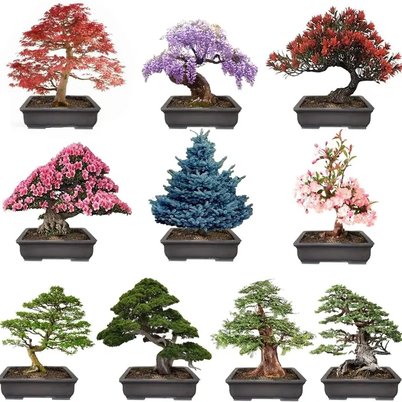 CZ GRAIN Non-GMO Heirloom Bonsai Tree Seeds - 10 Labeled Popular Varieties: Red Maple, Elm, Blue Spruce, Black Spruce, Black Pine, Wisteria, Sakura, Flame Tree, Bauhinia, Dawn Redwood - Home Improvement Garden Supplies for Gift Seekers