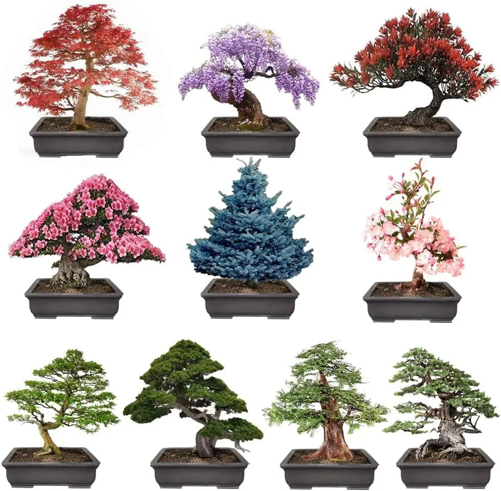 celtis australis bonsai - TikTok Shop