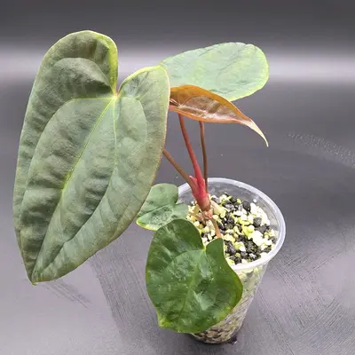 ANTHURIUM Anthurium Happy Bunny 'Inverse crossing'